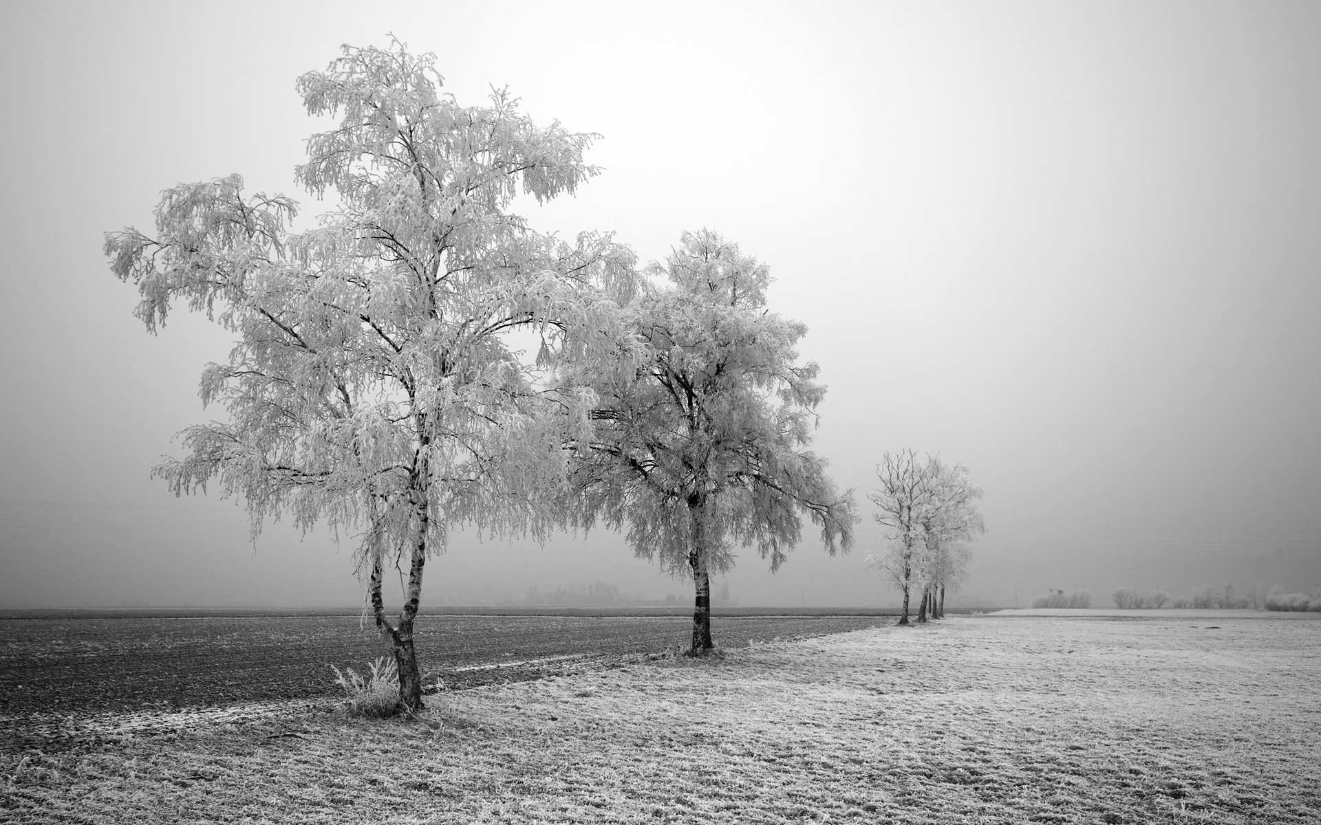 Frozen Tree Best Background Full HD1920x1080p, 1280x720p, - HD Wallpapers Backgrounds Desktop, iphone & Android Free Download